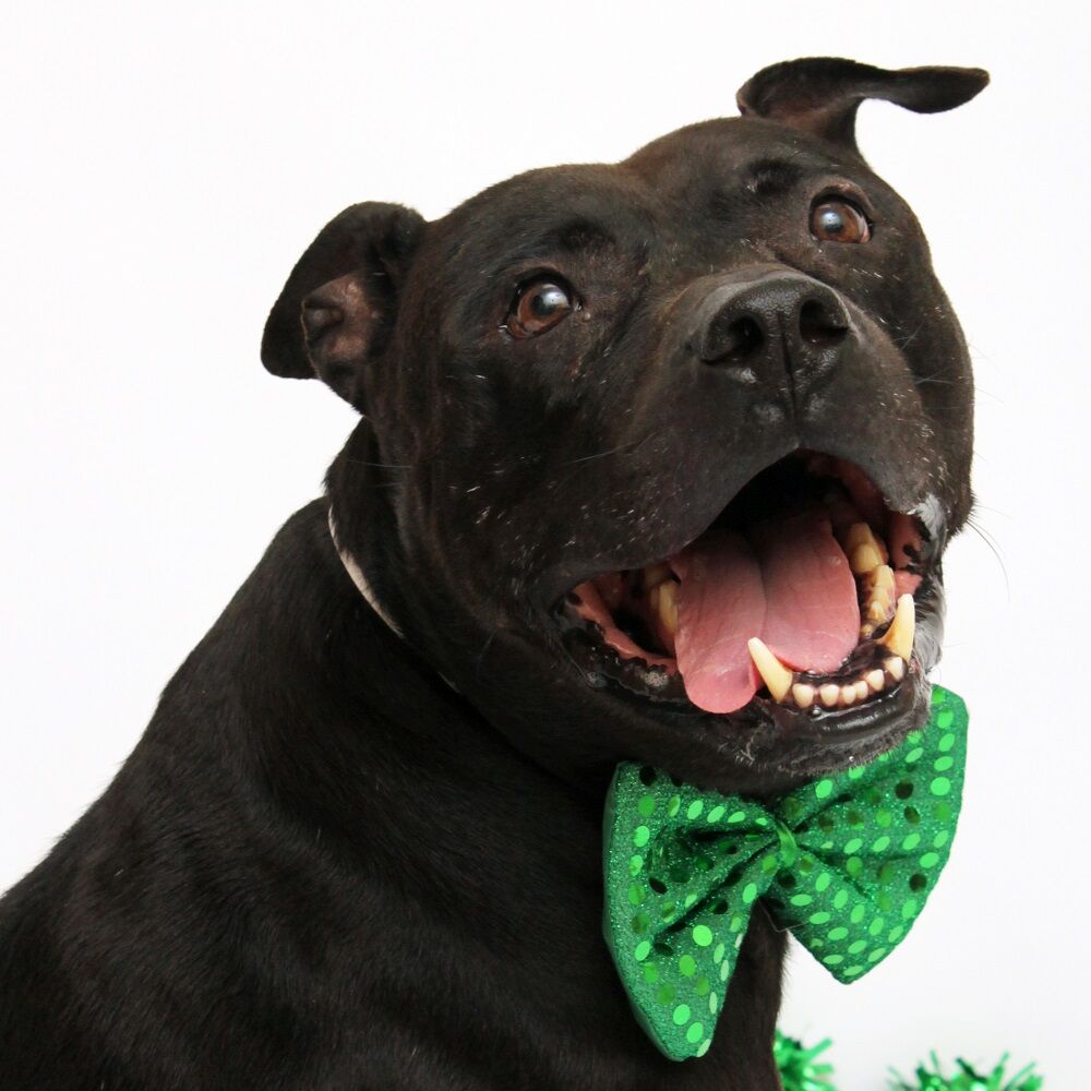 Martin County Pet of the Week - Week of March 19, 2021